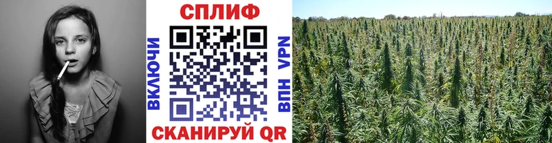 Каннабис планчик  где можно купить   Шуя 